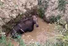 В Саратовской области тракторист спас из ямы лося