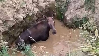 В Саратовской области тракторист спас из ямы лося