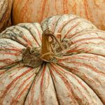 Гигантскую тыкву весом больше центнера вырастили в России