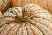 Гигантскую тыкву весом больше центнера вырастили в России