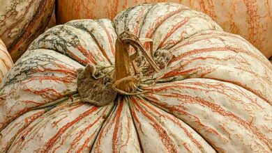 Гигантскую тыкву весом больше центнера вырастили в России