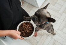 Россияне раскрыли размер трат на уход за питомцами