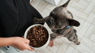 Траты на питомцев в России 2024: исследование расходов Россияне раскрыли размер трат на уход за питомцами