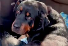 В Новосибирске хозяин воссоединился с уехавшим от него на автобусе псом