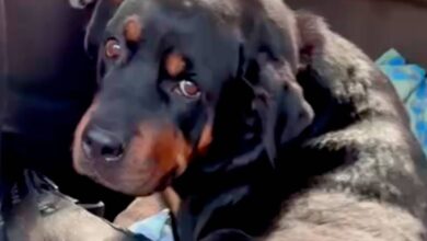 В Новосибирске хозяин воссоединился с уехавшим от него на автобусе псом В Новосибирске хозяин воссоединился с уехавшим от него на автобусе псом