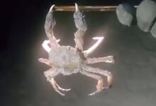 Житель Сахалина поймал краба на смартфон и снял его на видео Житель Сахалина поймал краба на смартфон и снял его на видео