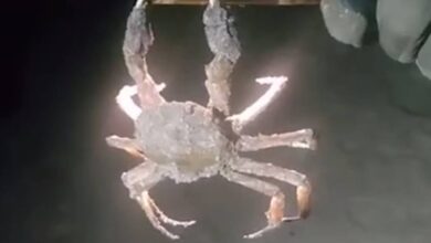 Житель Сахалина поймал краба на смартфон и снял его на видео