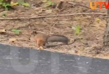 Россияне запечатлели на видео запасающуюся на зиму белку