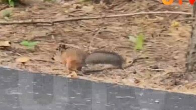 Россияне запечатлели на видео запасающуюся на зиму белку