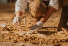 Новый вид вымерших животных открыли в России Новый вид вымерших животных открыли в России