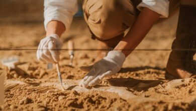 Новый вид вымерших животных открыли в России Новый вид вымерших животных открыли в России