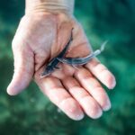 Десятки тысяч мальков краснокнижной рыбы выпустили в Волгу