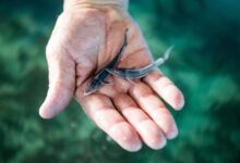 Десятки тысяч мальков краснокнижной рыбы выпустили в Волгу