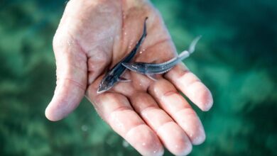 Десятки тысяч мальков краснокнижной рыбы выпустили в Волгу