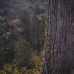 В российском детсаду сосна упала на ребенка