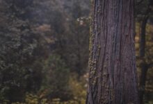 В российском детсаду сосна упала на ребенка