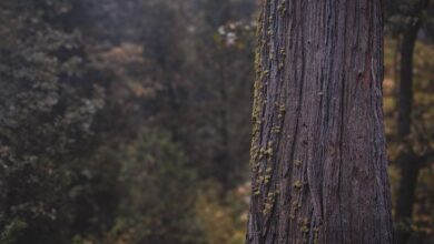 В российском детсаду сосна упала на ребенка