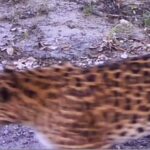 Таинственный «призрак тайги» попал на видео в России