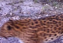 Таинственный «призрак тайги» попал на видео в России