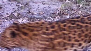 Таинственный «призрак тайги» попал на видео в России