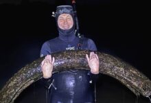 Гигантский бивень мамонта неожиданно «выловили» на рыбалке в России