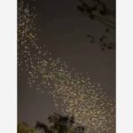 В небе над российским регионом заметили мурмурацию