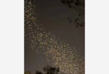 В небе над российским регионом заметили мурмурацию В небе над российским регионом заметили мурмурацию