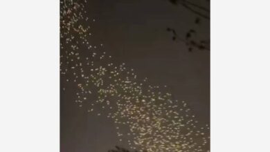 В небе над российским регионом заметили мурмурацию