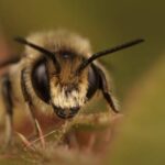 Пчелы убили отца и дочь в Бразилии: подробности трагического инцидента с ульем Пчелы из разрушенного улья до смерти изжалили отца и дочь