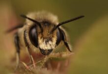 Пчелы из разрушенного улья до смерти изжалили отца и дочь