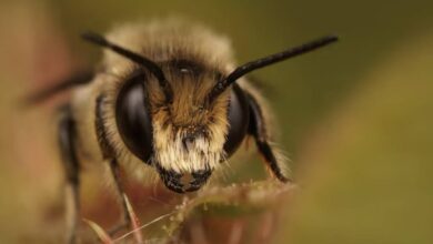Пчелы из разрушенного улья до смерти изжалили отца и дочь
