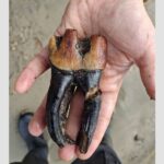 Гигантский зуб нашли под Новосибирском