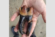 Гигантский зуб нашли под Новосибирском