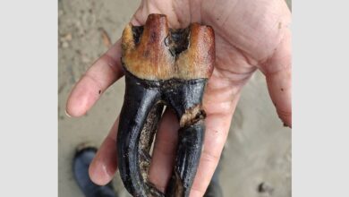 Гигантский зуб нашли под Новосибирском Гигантский зуб нашли под Новосибирском