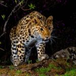 Леопард прошел 300 километров до родных земель в Приморье Леопард прошел 300 километров до родных земель в Приморье