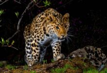 Леопард прошел 300 километров до родных земель в Приморье Леопард прошел 300 километров до родных земель в Приморье