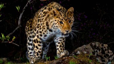 Леопард прошел 300 километров до родных земель в Приморье