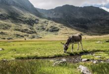 Упавшего со скалы горного пленника чудом спасли в России Упавшего со скалы горного пленника чудом спасли в России
