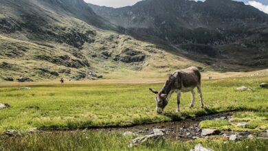 Упавшего со скалы горного пленника чудом спасли в России