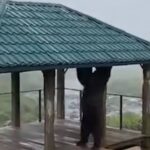 Медведь-турникмен объявился в российском регионе