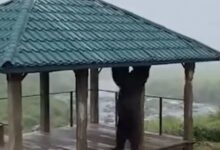 Медведь-турникмен объявился в российском регионе