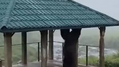 Медведь-турникмен объявился в российском регионе