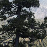 Сибирский кедр захотели использовать в России для борьбы с раком