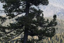 Сибирский кедр захотели использовать в России для борьбы с раком