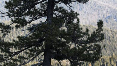 Сибирский кедр захотели использовать в России для борьбы с раком