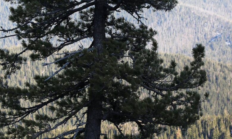 Сибирский кедр захотели использовать в России для борьбы с раком