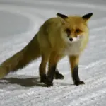 Лиса напала на прохожую в Новосибирске: угроза бешенства 09bdaff0cefdf71bc9fe5cf6b9e493bc.webp