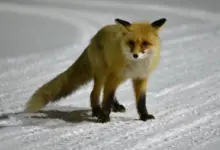 Лиса напала на прохожую в Новосибирске: угроза бешенства Лиса напала на прохожую в Новосибирске: угроза бешенства