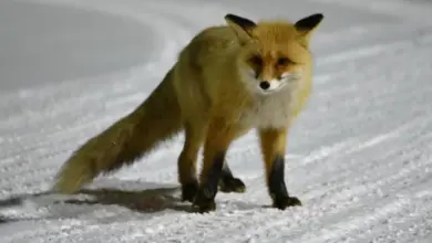 Лиса напала на прохожую в Новосибирске: угроза бешенства Лиса напала на прохожую в Новосибирске: угроза бешенства
