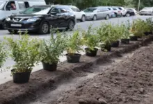 Новосибирск превзошел план по озеленению: 32 000+ деревьев